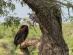 Schreiseeadler